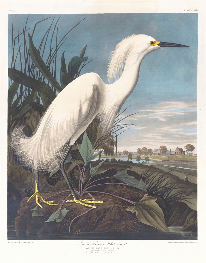 John James Audubon - Snowy heron or white egret