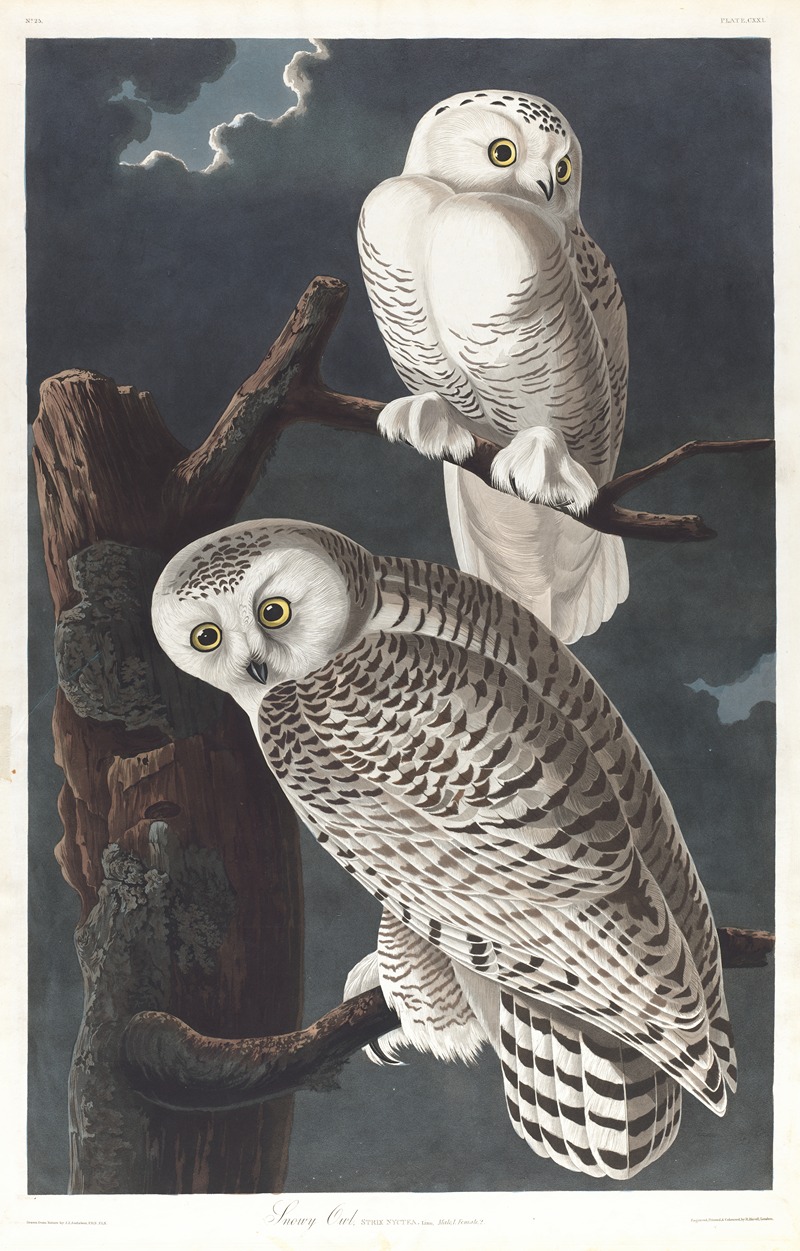 John James Audubon - Snowy owl