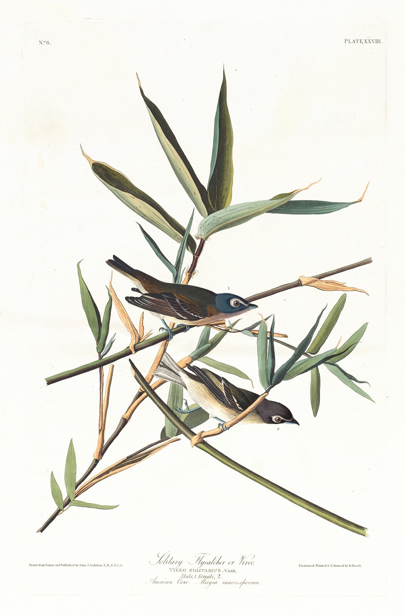 John James Audubon - Solitary flycatcher or vireo