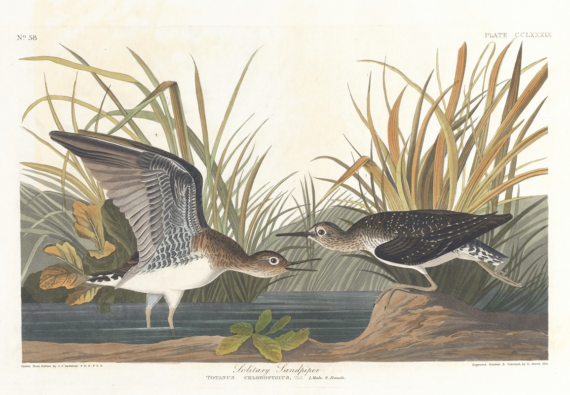 John James Audubon - Solitary sandpiper