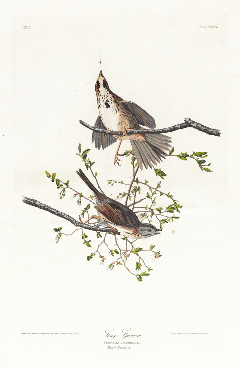John James Audubon - Song sparrow