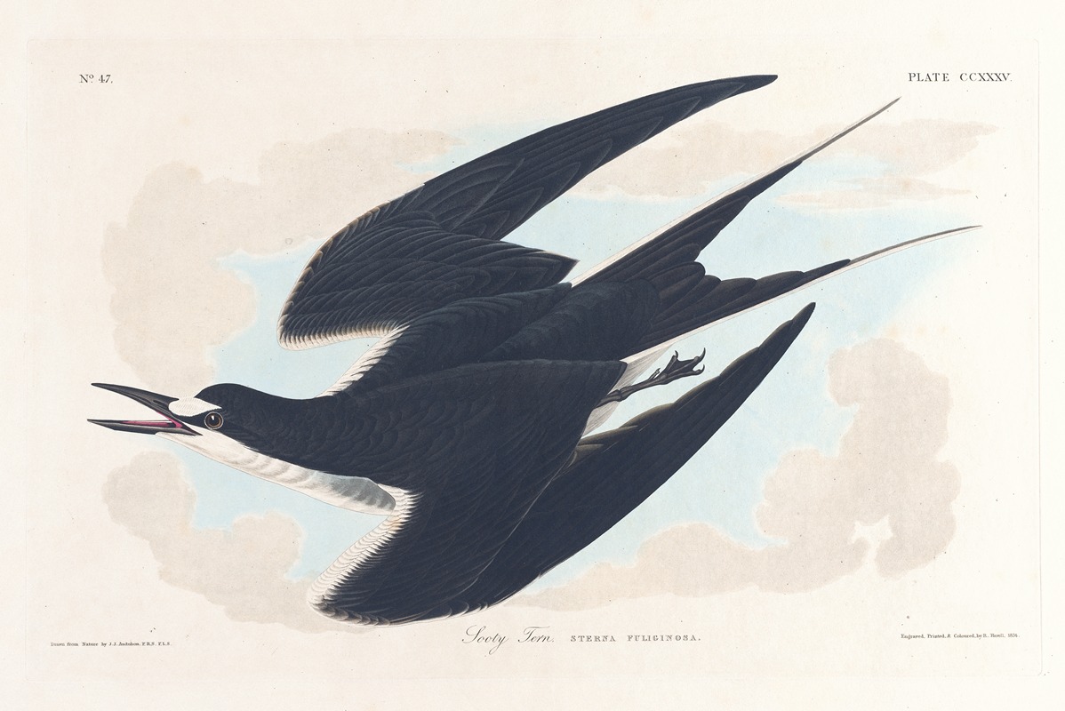 John James Audubon - Sooty tern