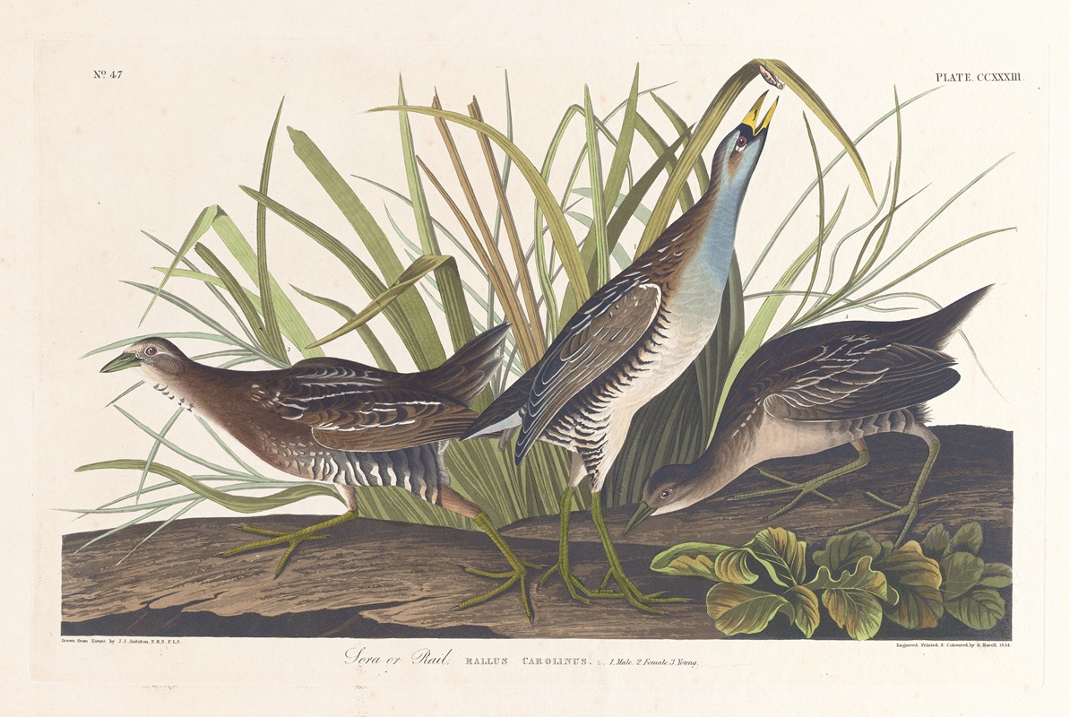 John James Audubon - Sora or rail