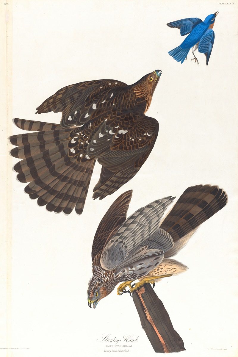 John James Audubon - Stanley hawk