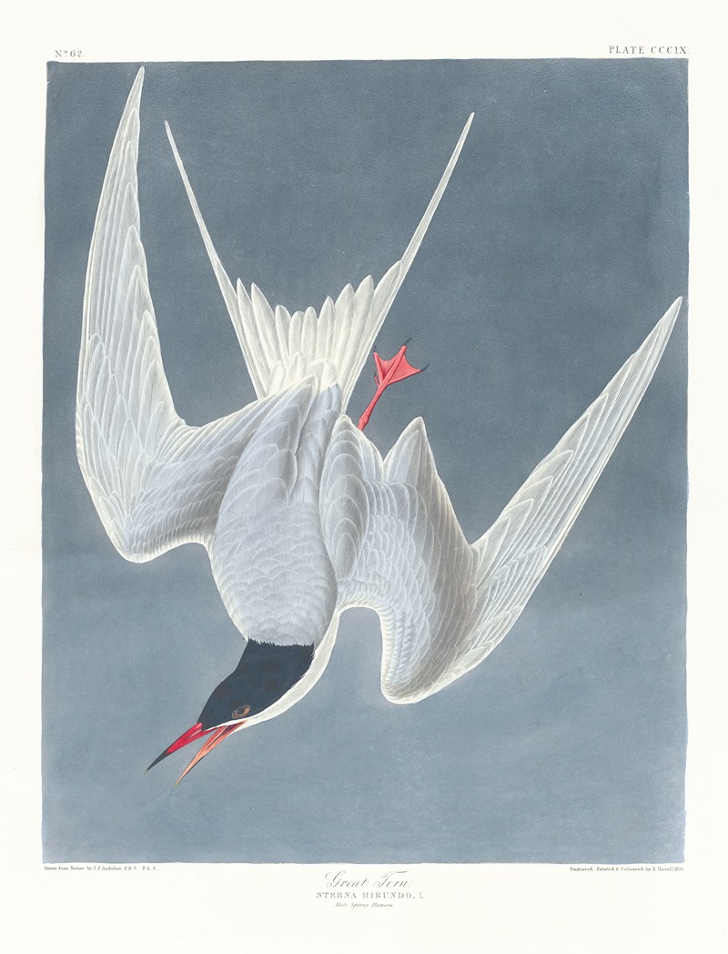 John James Audubon - Sterna hirundo