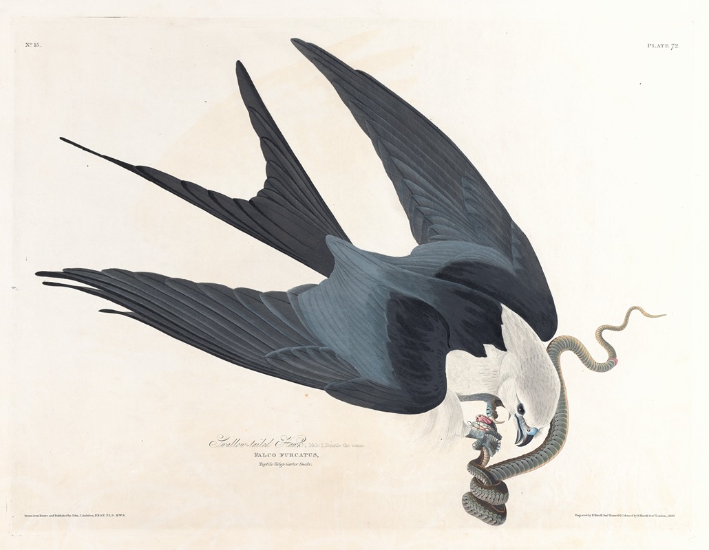 John James Audubon - Swallow-tailed hawk