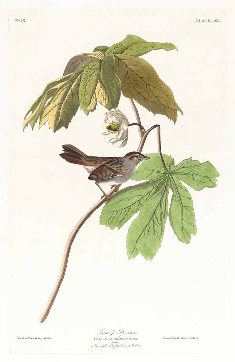 John James Audubon - Swamp sparrow