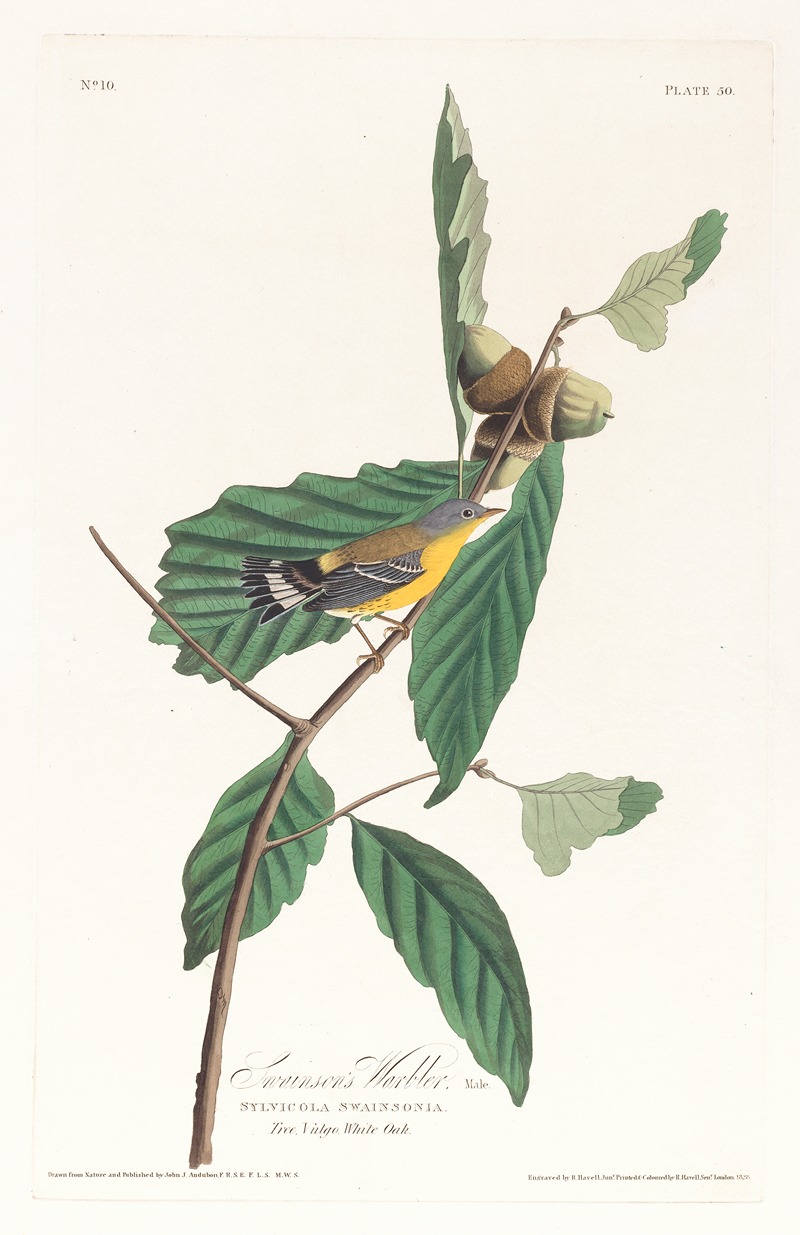 John James Audubon - Swanson’s warbler