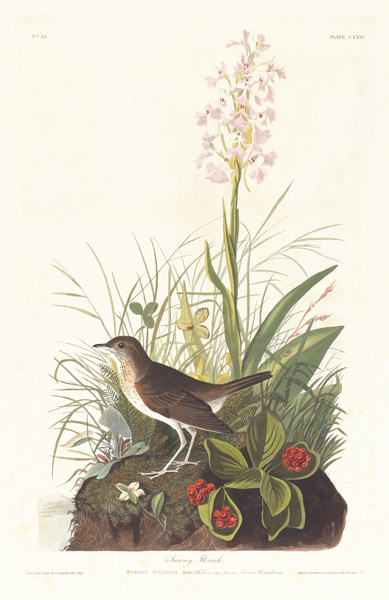 John James Audubon - Tawny thrush