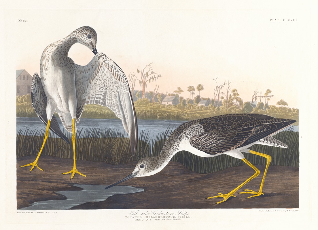 John James Audubon - Tell-tale godwit or snipe