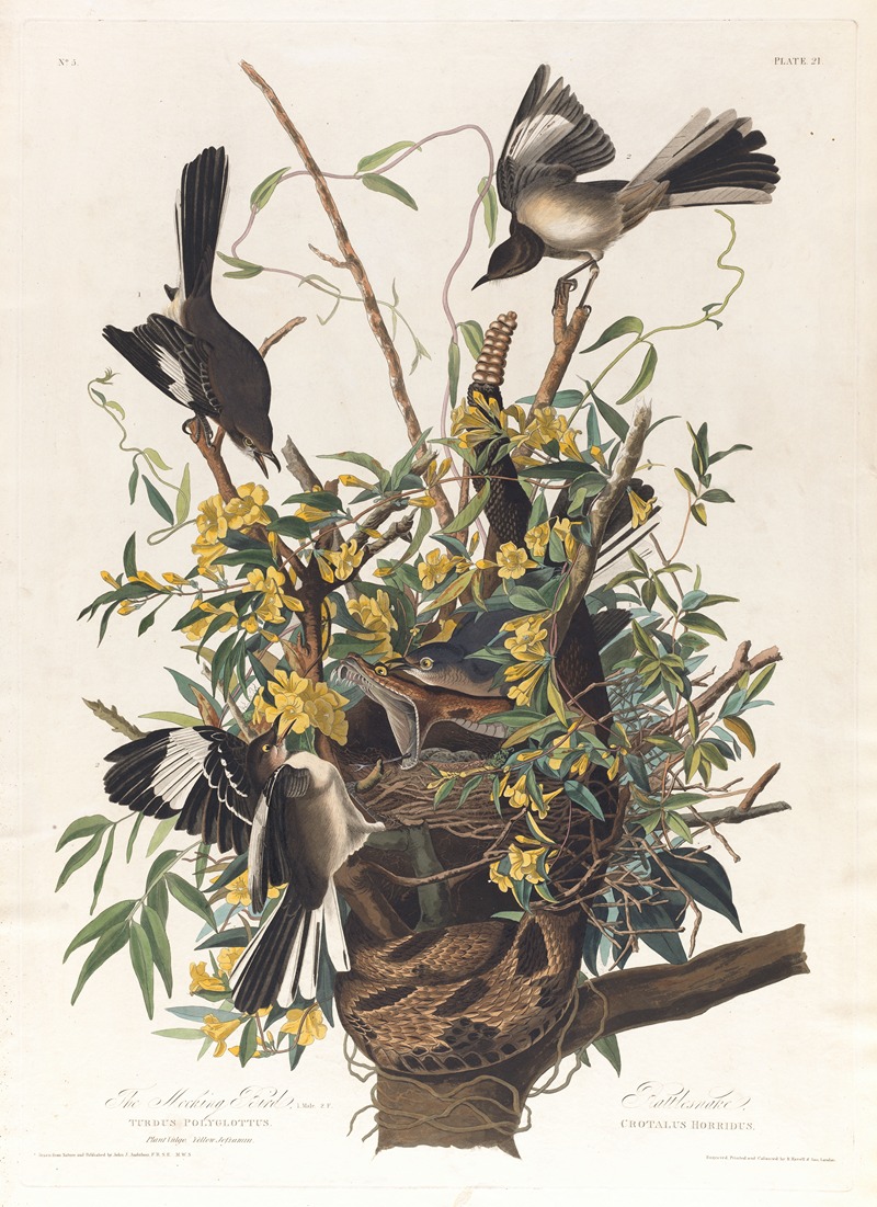 John James Audubon - The mocking bird