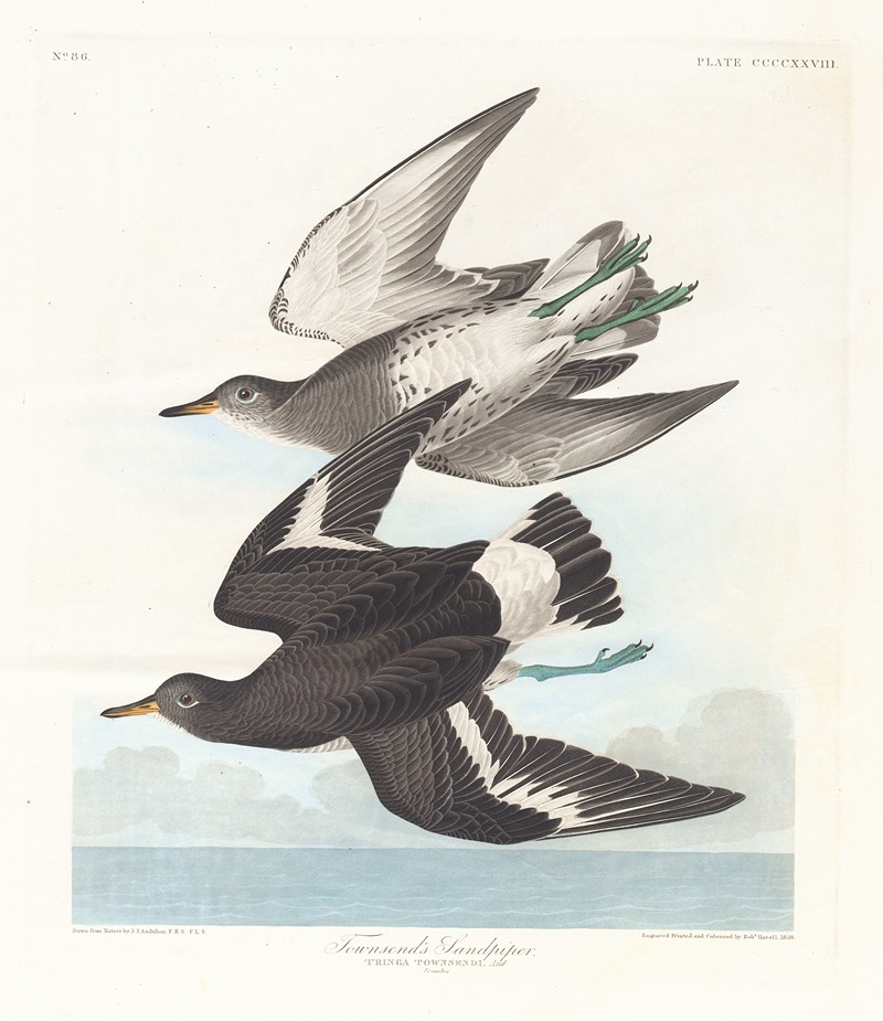 John James Audubon - Townsend’s sandpiper