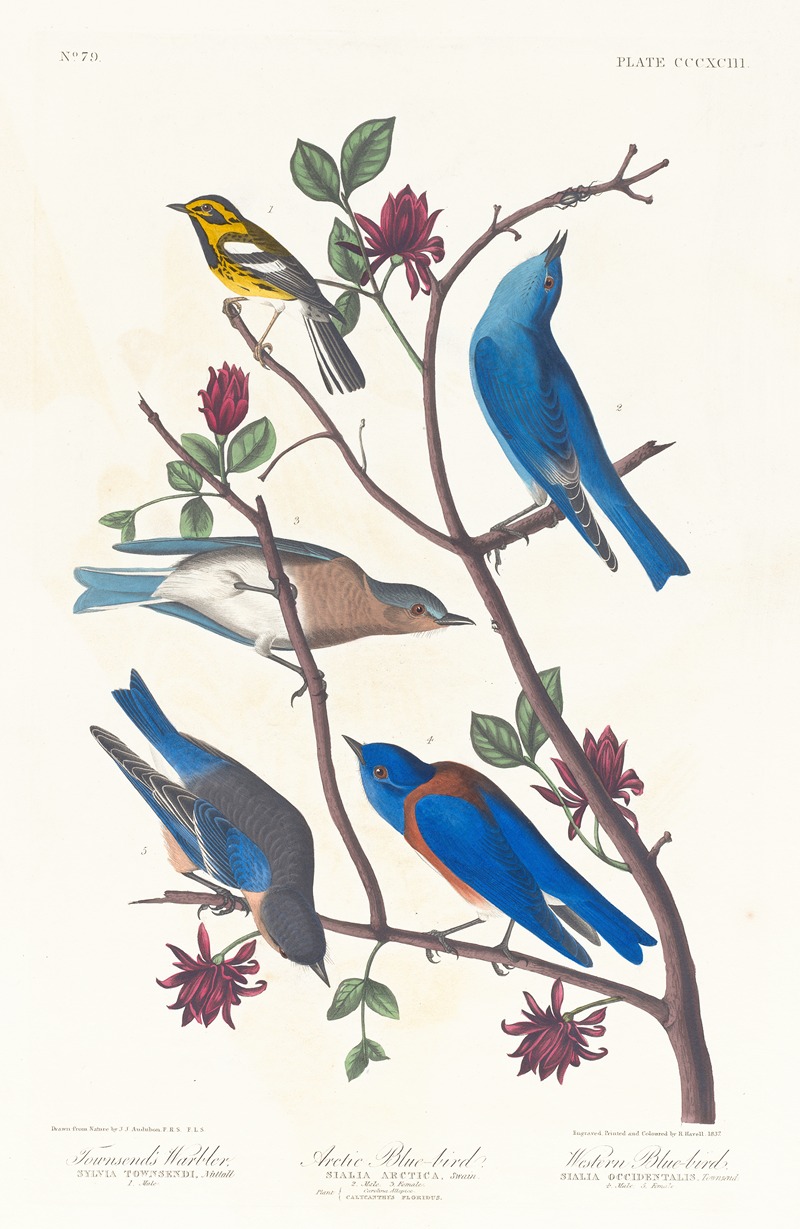 John James Audubon - Townsend’s warbler. Arctic blue-bird. Western blue-bird