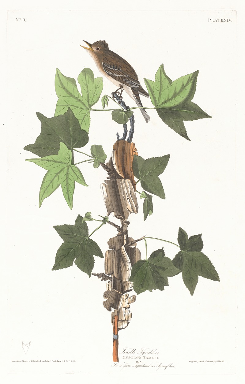 John James Audubon - Traill’s flycatcher