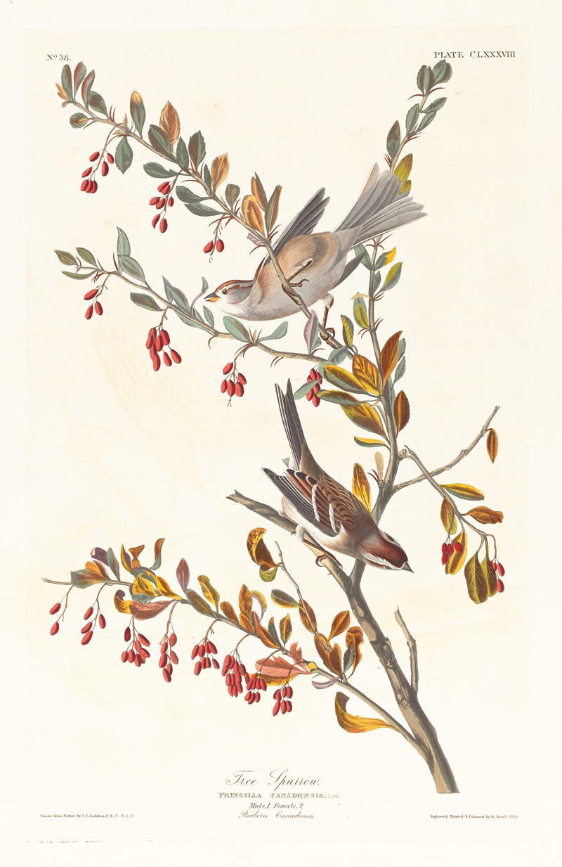 John James Audubon - Tree sparrow