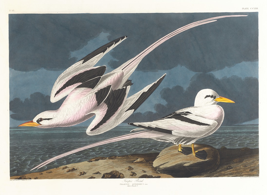 John James Audubon - Tropic bird