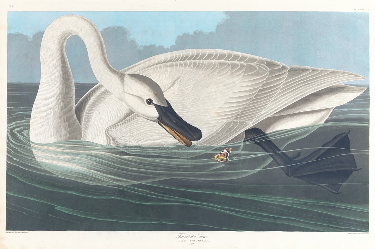 John James Audubon - Trumpeter swan