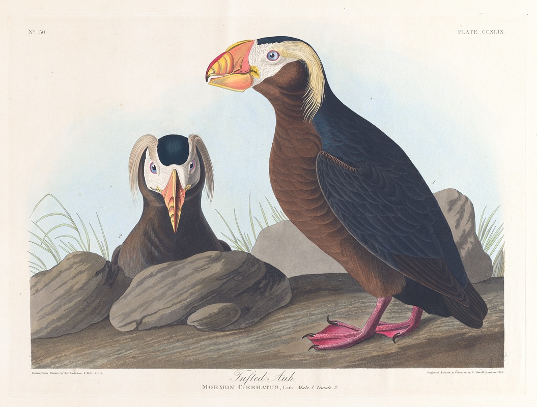 John James Audubon - Tufted auk