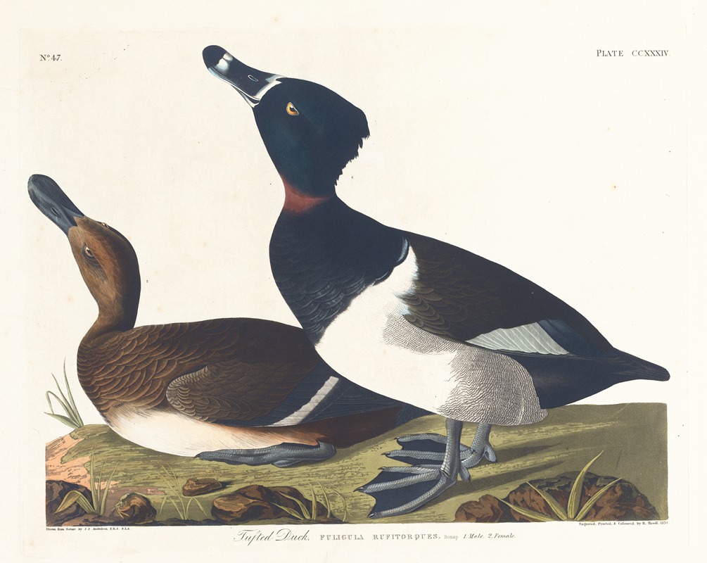 John James Audubon - Tufted duck