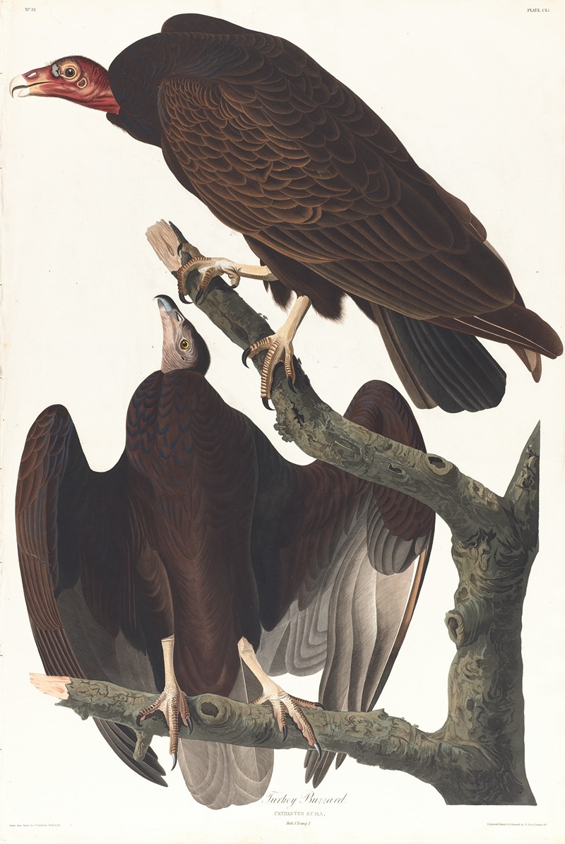 John James Audubon - Turkey buzzard