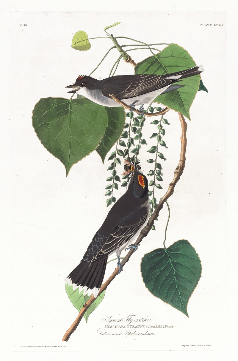 John James Audubon - Tyrant fly-catcher