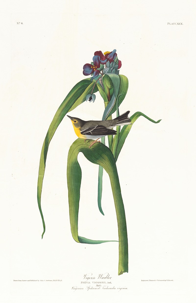 John James Audubon - Vigor’s warbler
