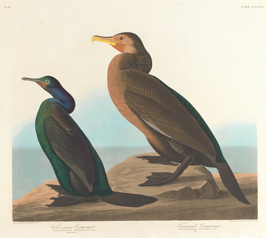 John James Audubon - Violet-green cormorant