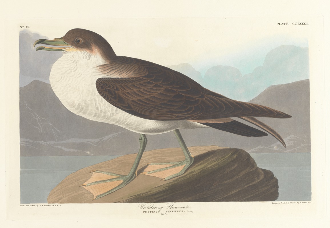 John James Audubon - Wandering shearwater