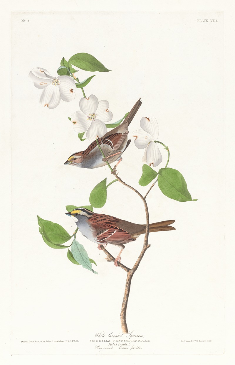John James Audubon - White throated sparrow