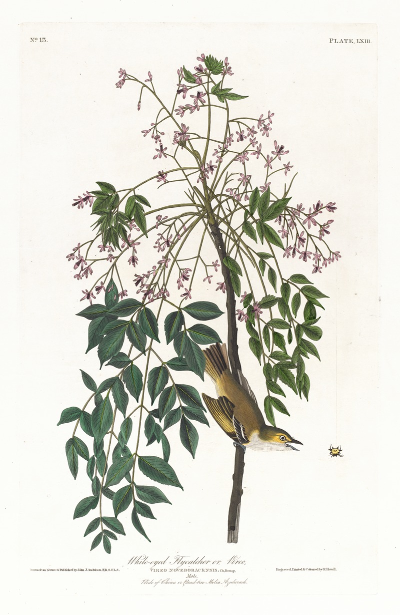 John James Audubon - White-eyed flycatcher or vireo