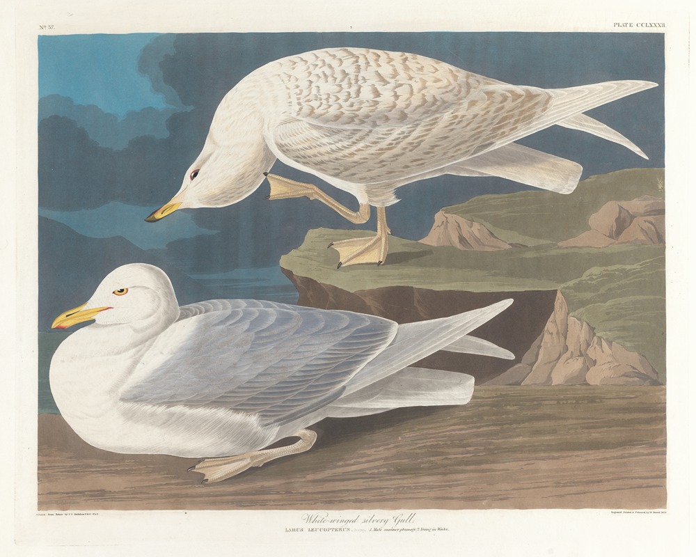 John James Audubon - White-winged silvery gull