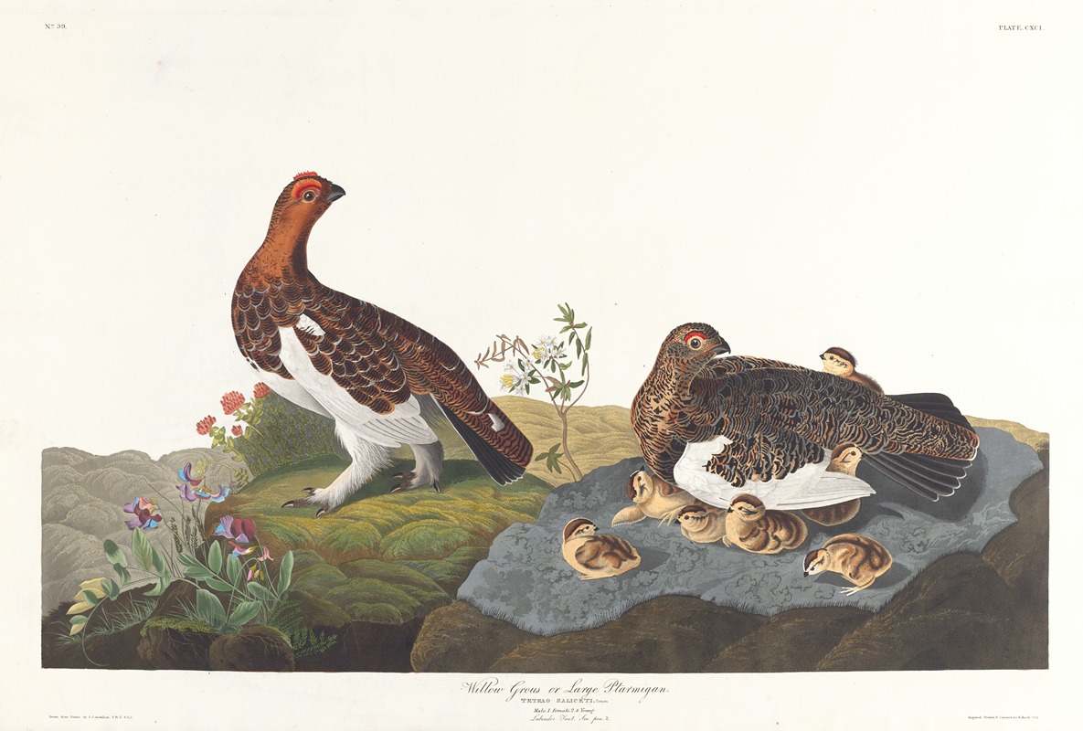 John James Audubon - Willow grous or large ptarmigan