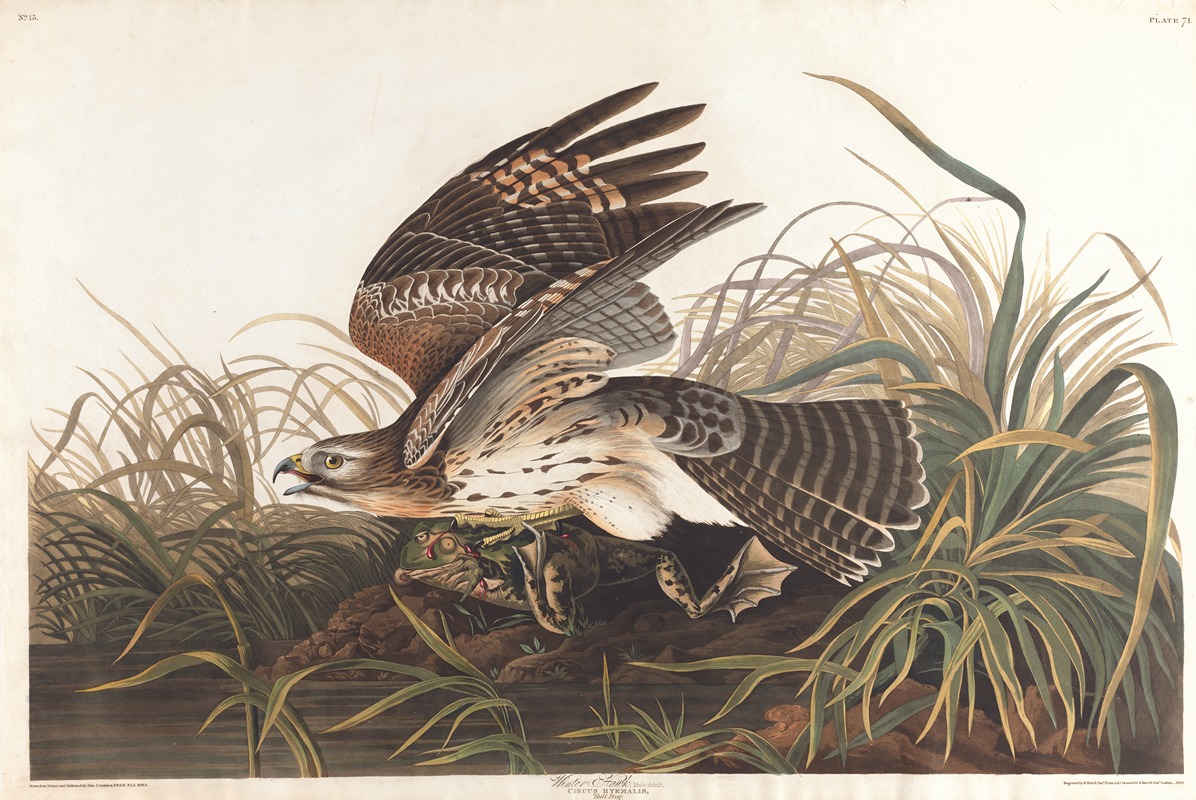 John James Audubon - Winter hawk