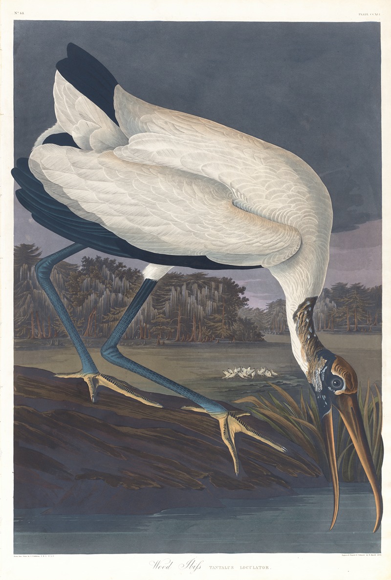 John James Audubon - Wood ibis