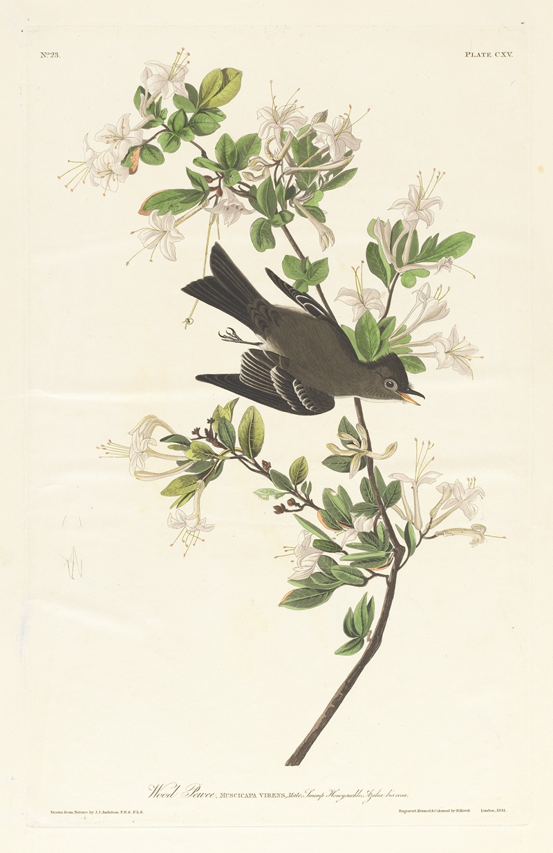 John James Audubon - Wood pewee