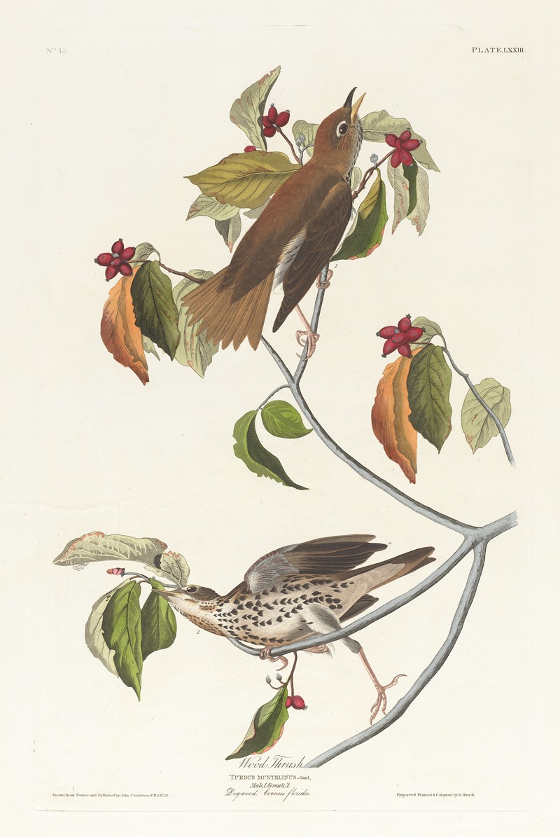 John James Audubon - Wood thrush