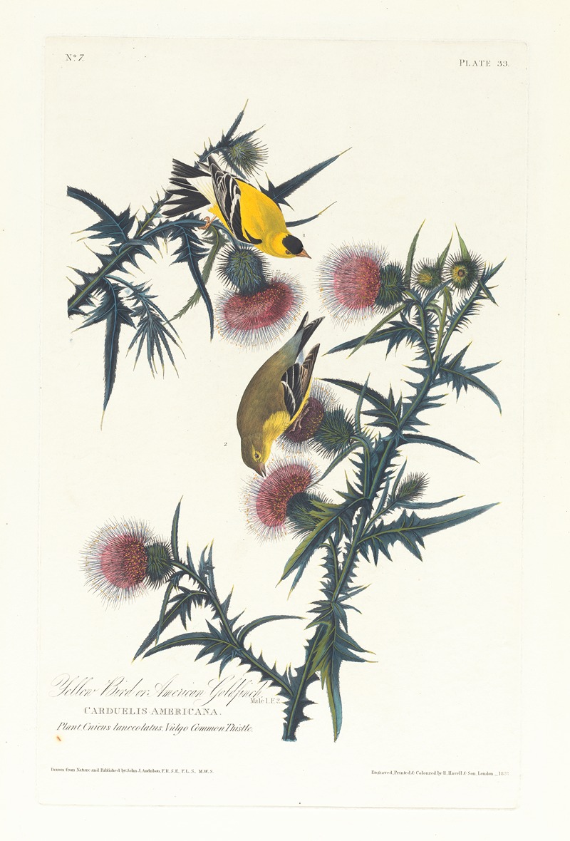 John James Audubon - Yellow bird or American goldfinch