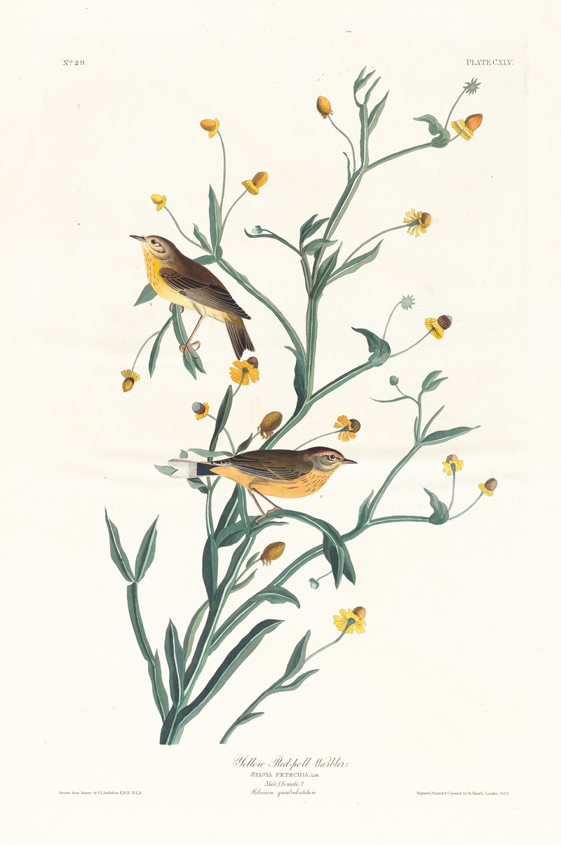 John James Audubon - Yellow red-poll warbler