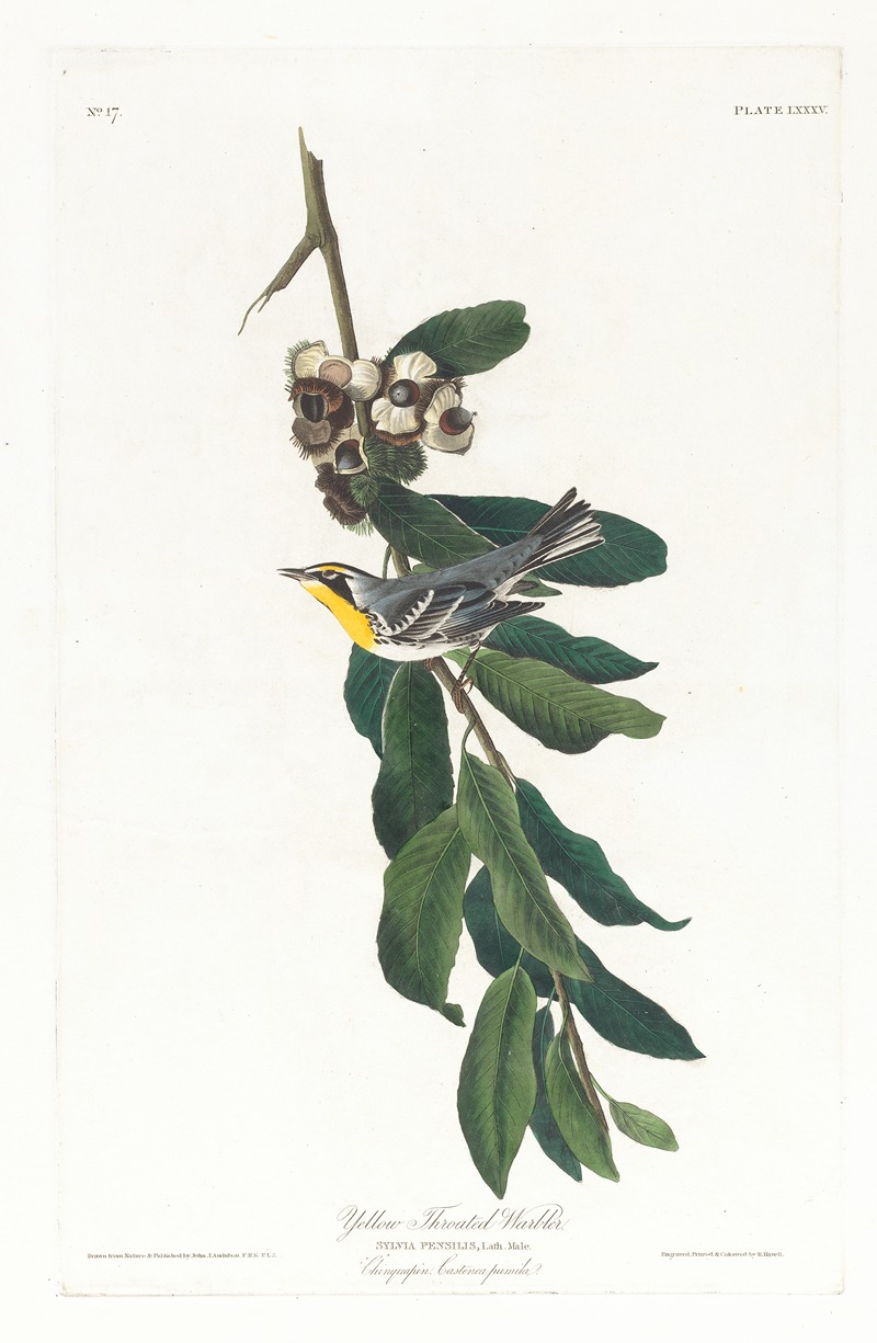 John James Audubon - Yellow throated warbler