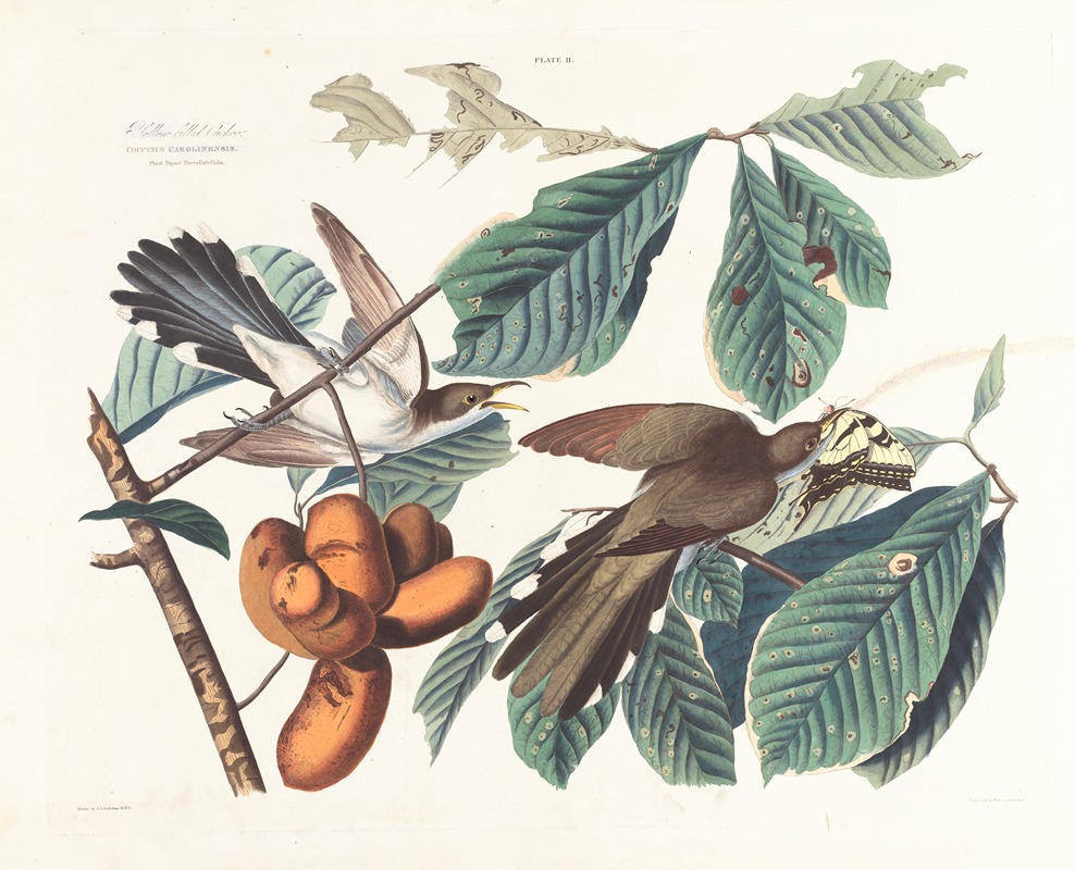 John James Audubon - Yellow-billed cuckoo