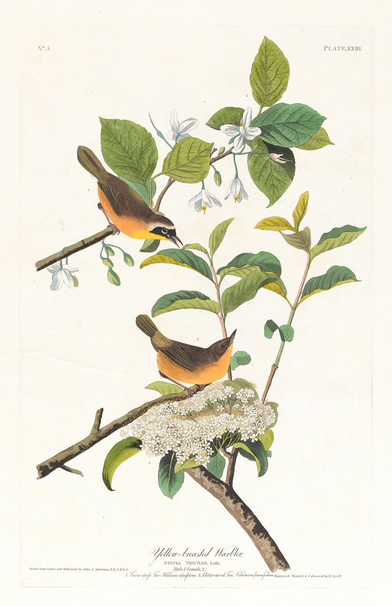 John James Audubon - Yellow-breasted warbler