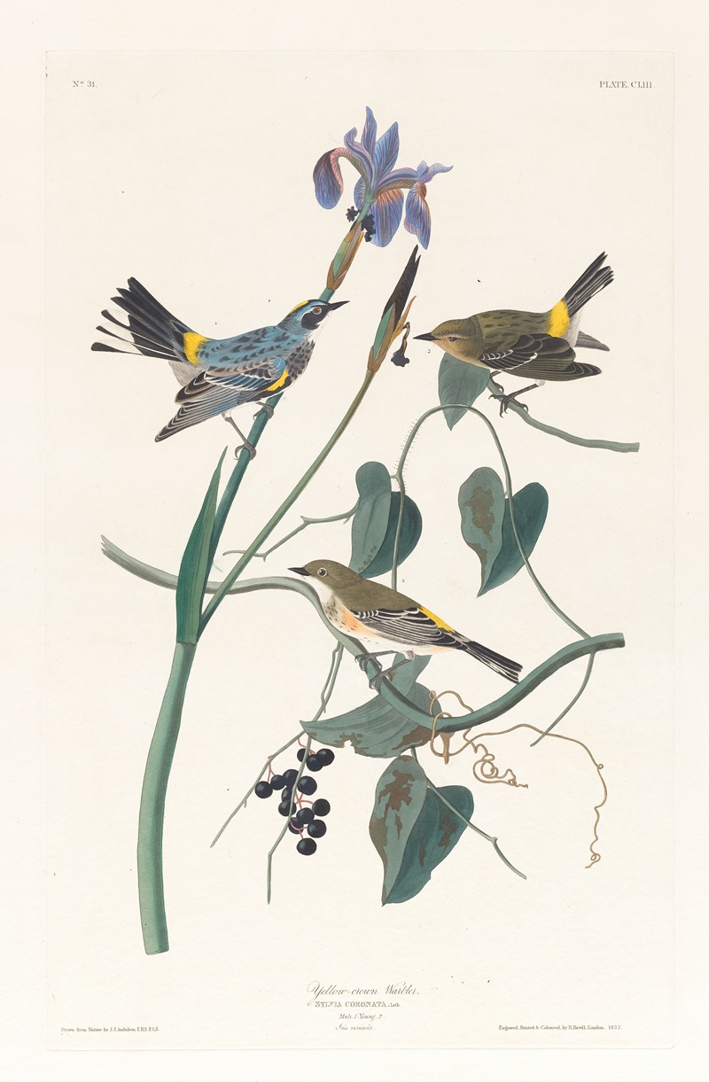 John James Audubon - Yellow-crown warbler