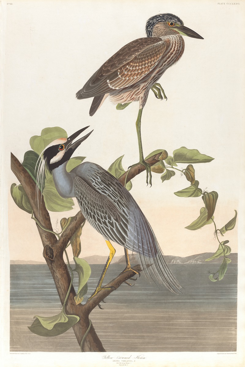 John James Audubon - Yellow-crowned heron