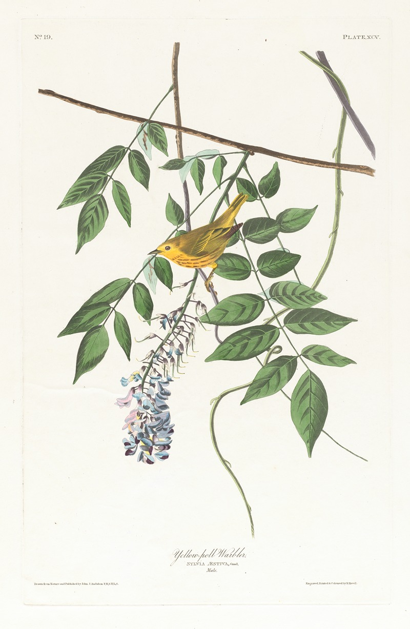John James Audubon - Yellow-poll warbler