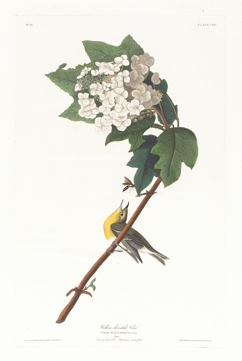 John James Audubon - Yellow-throated vireo