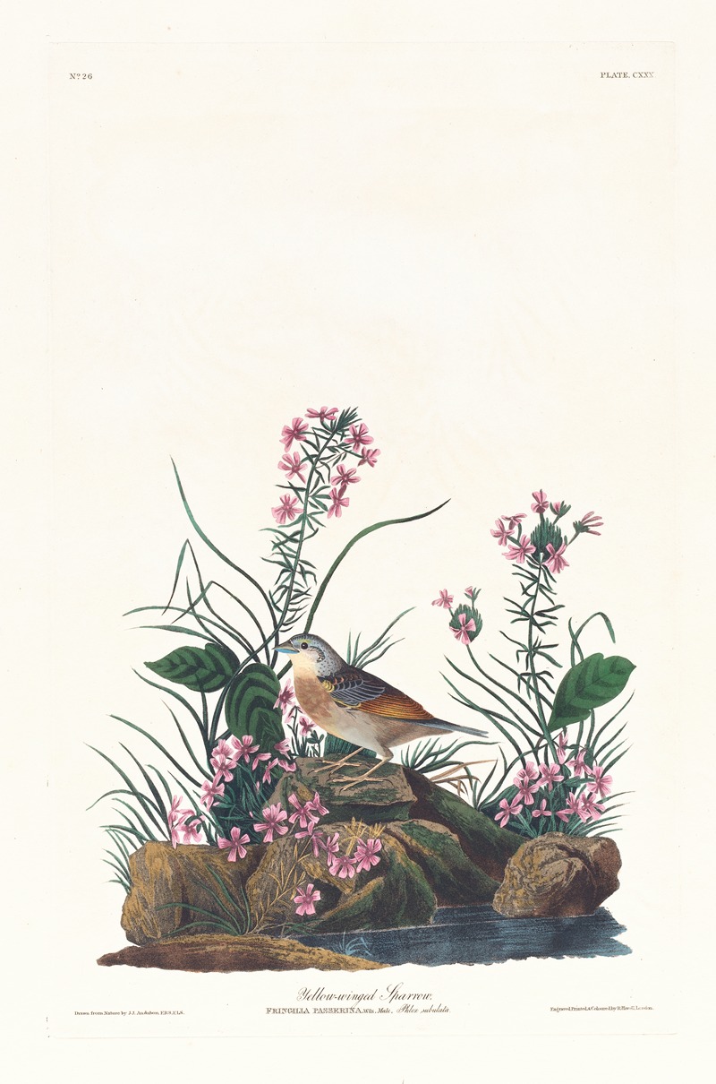 John James Audubon - Yellow-winged sparrow