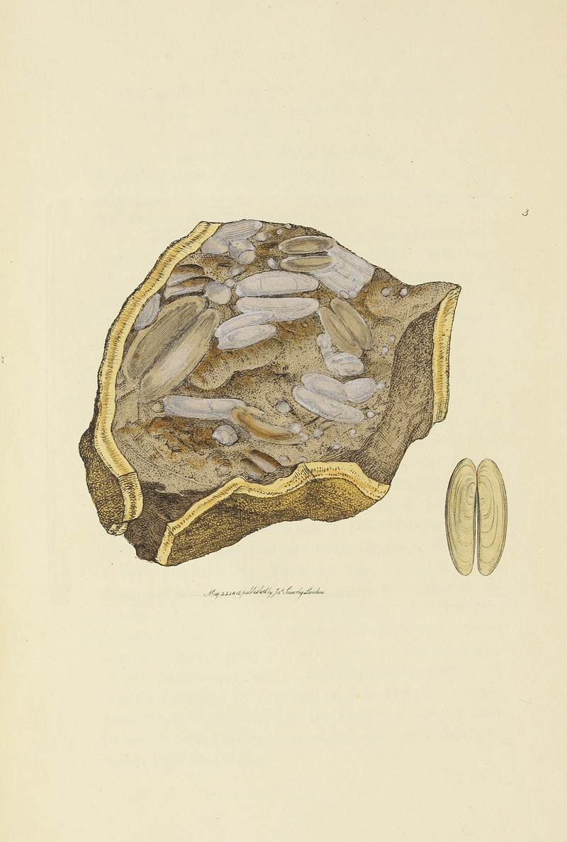 James Sowerby - The mineral conchology of Great Britain Pl.003