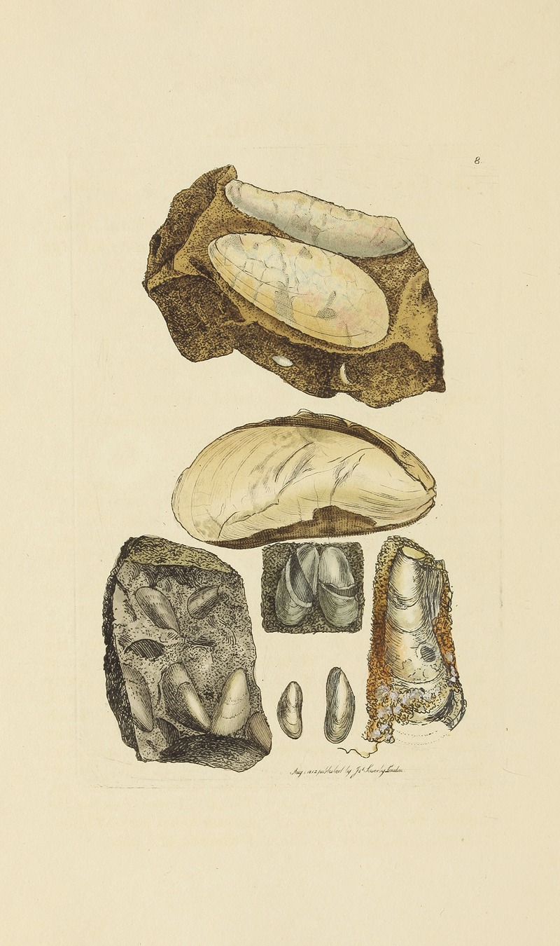 James Sowerby - The mineral conchology of Great Britain Pl.008