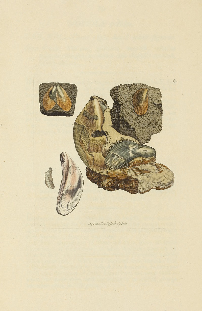 James Sowerby - The mineral conchology of Great Britain Pl.009