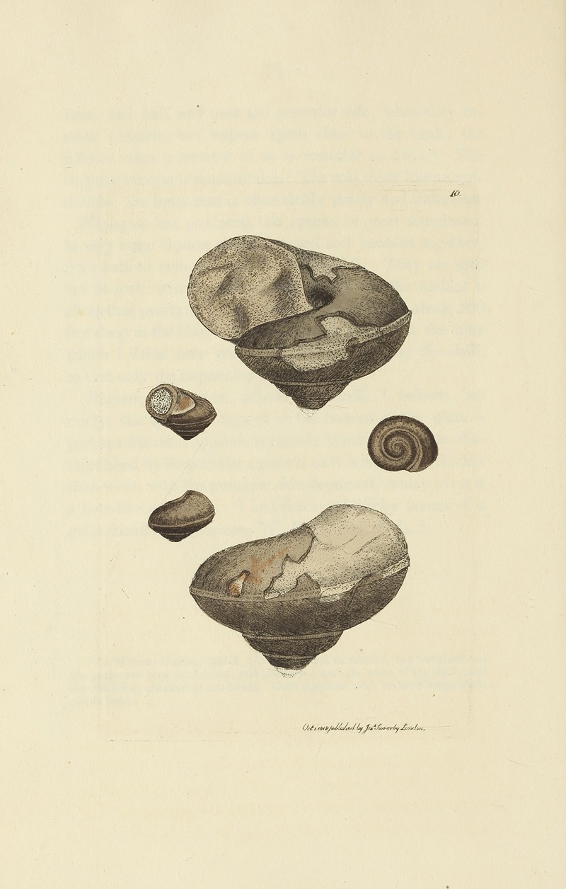 James Sowerby - The mineral conchology of Great Britain Pl.010